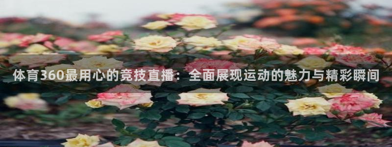 小九直播体育免费直播